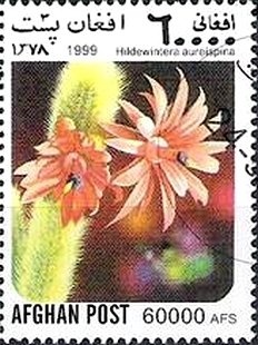 Tribal Elders' Council and Pashtun Flag - Imperforate