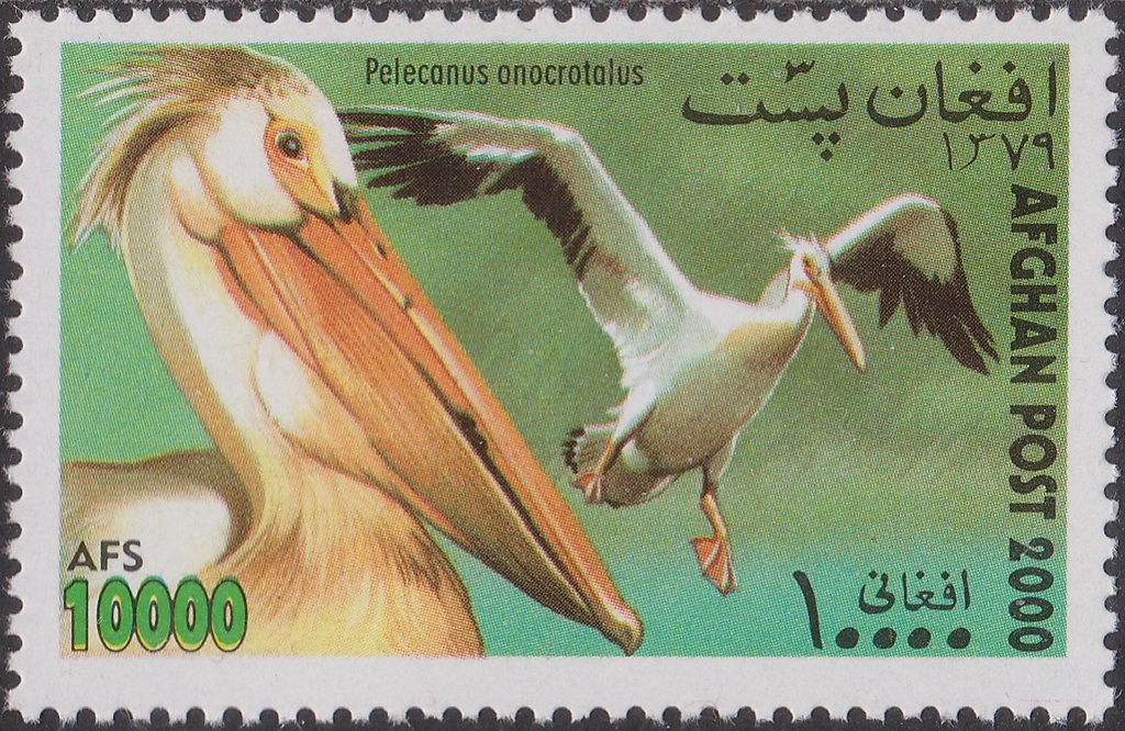 Pacific Baza (Aviceda subcristata)