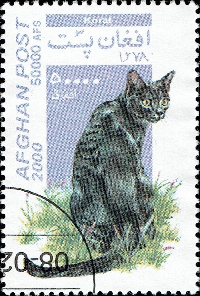 Cockspur coral tree (Erythrina crista-galli)