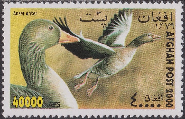 British Shorthair Blue-cream (Felis silvestris catus)