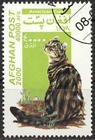 Striped Dolphin (Stenella coeruleoalba)