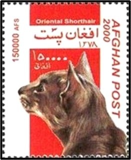 Orchids & Butterflies