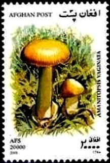 Prehistoric Fauna - Reptiles