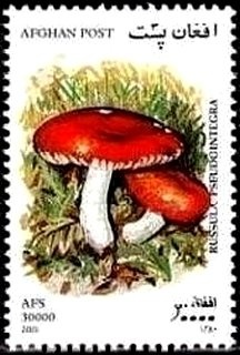 Blue Lorikeet (Vini peruviana) and flowers