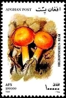 Diana, Princess of Wales