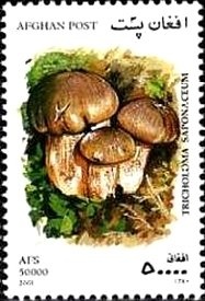 Madonna of the Green Cushion by Andrea Solari, optd Aitutaki