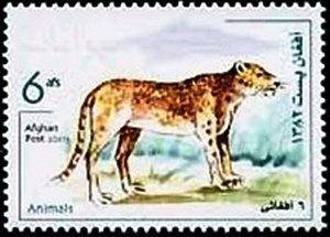 Henst's Goshawk (Accipiter henstii)