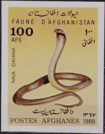 Scouts Providing First Aid