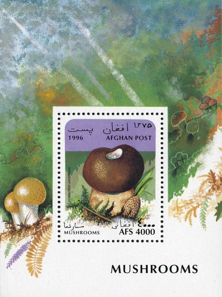 Walnuts (Juglans sp.)