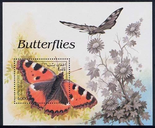 Striped Dolphin (Stenella coeruleoalba)