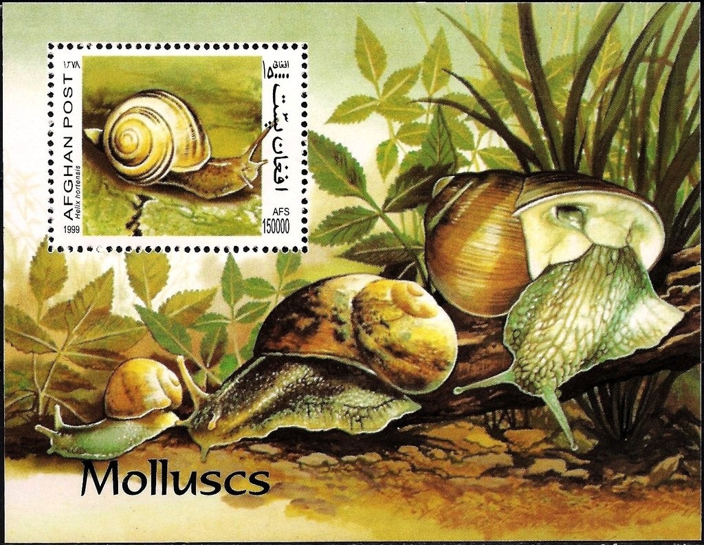 Syrian Brown Bear (Ursus arctos syriacus)