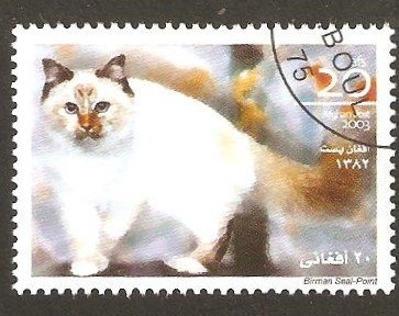 Little Owl (Athene noctua)