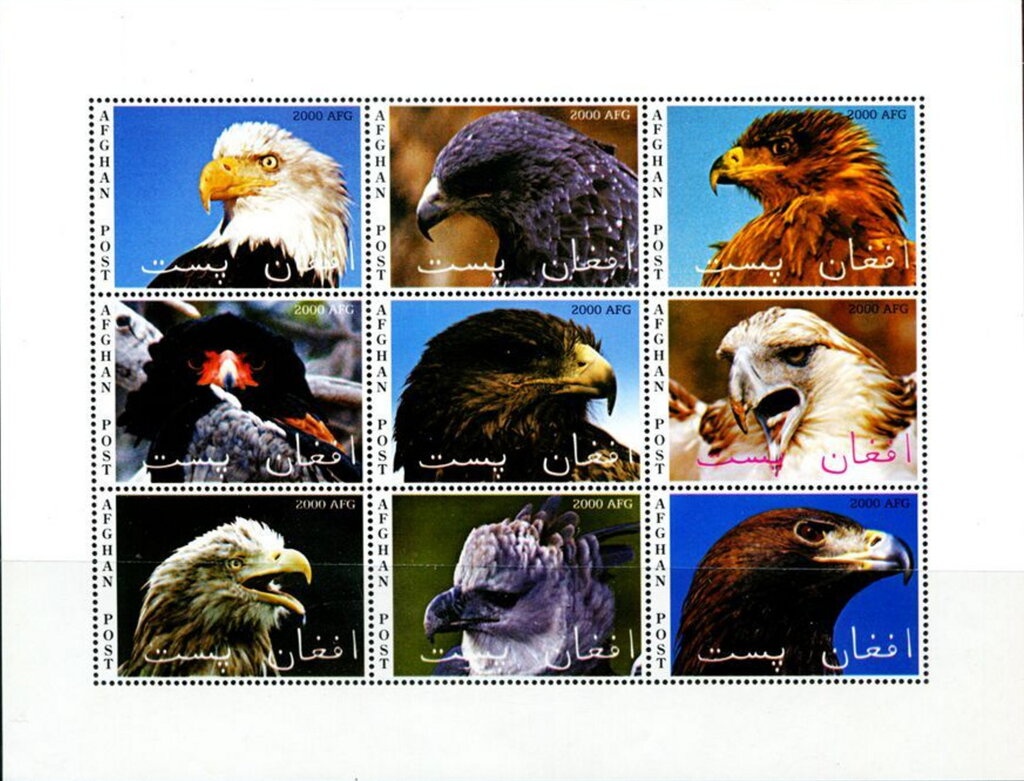 Plowing Fields, Domestic Cattle (Bos taurus)