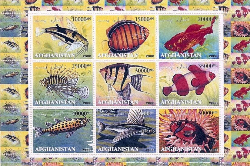 Vanikoro Flycatcher (Myiagra vanikorensis)