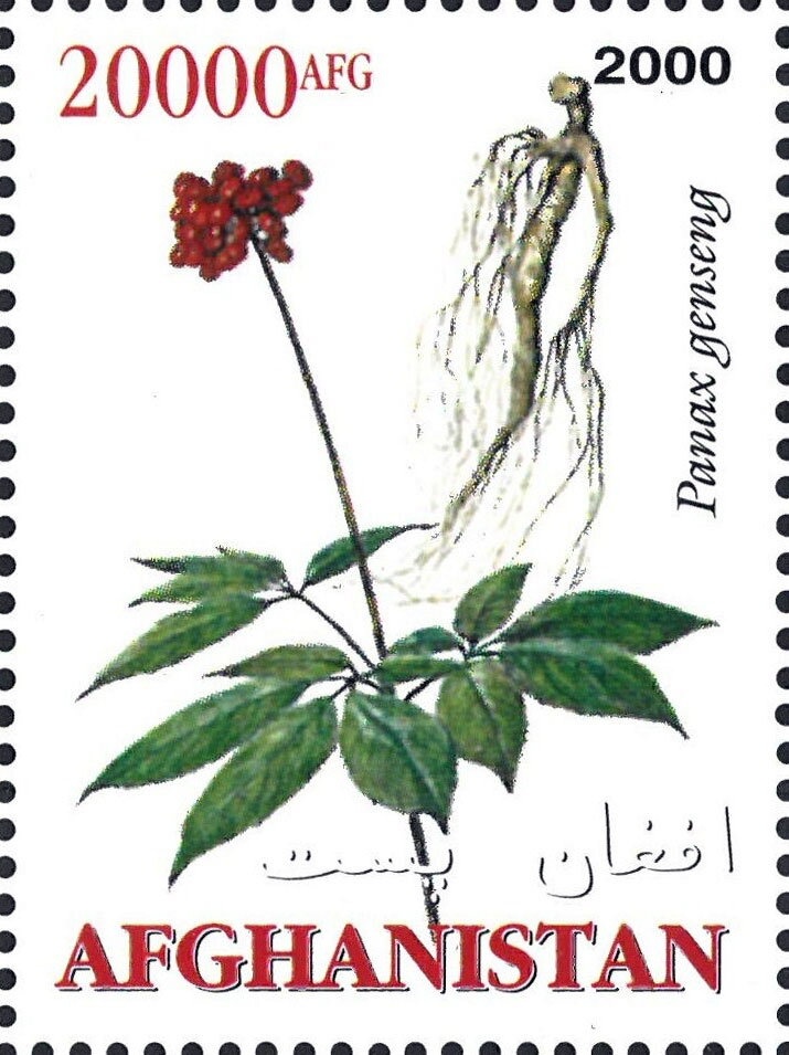 Striped Dolphin (Stenella coeruleoalba)