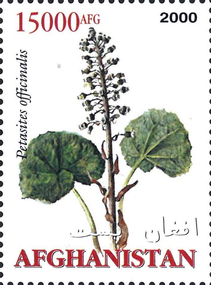 Azure Kingfisher (Ceyx azureus)