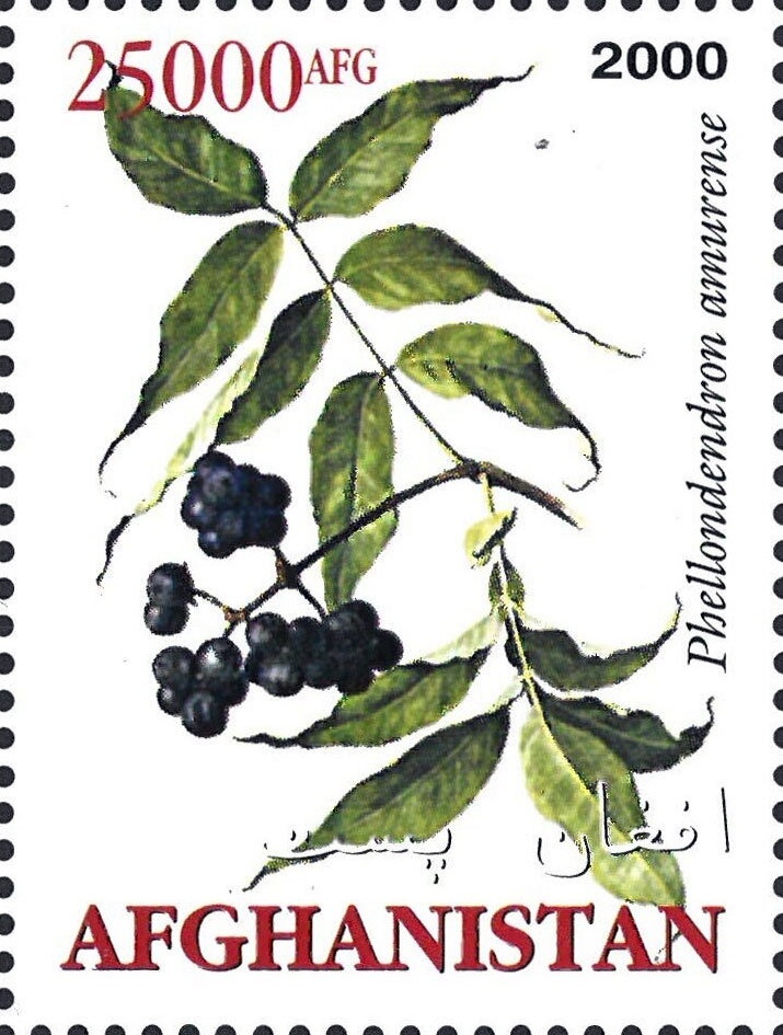 King Nadir Shah (1880-1933) and Sportsmen with National Flag