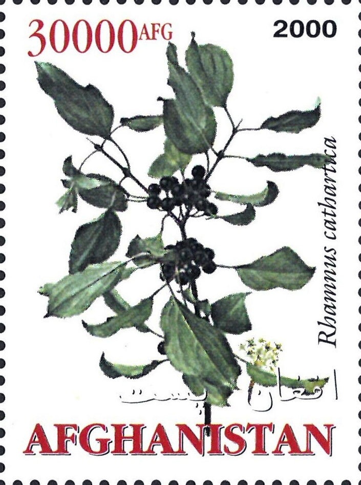 Afghan Hound (Canis familiaris)