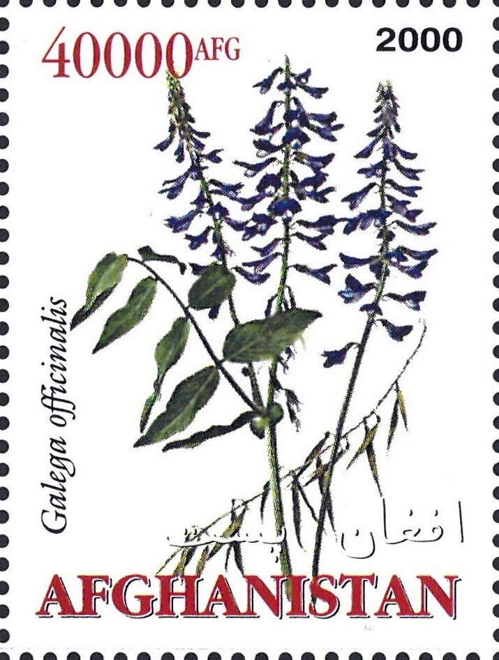 Princess Catherine Wearing White Evening Dress