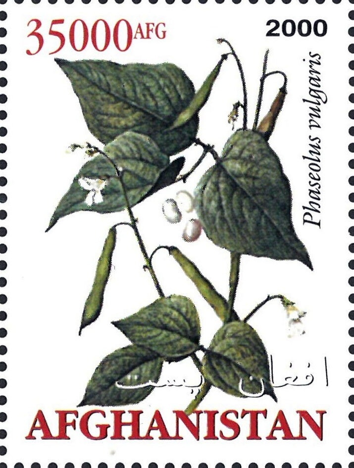 Knysna Turaco (Tauraco corythaix)