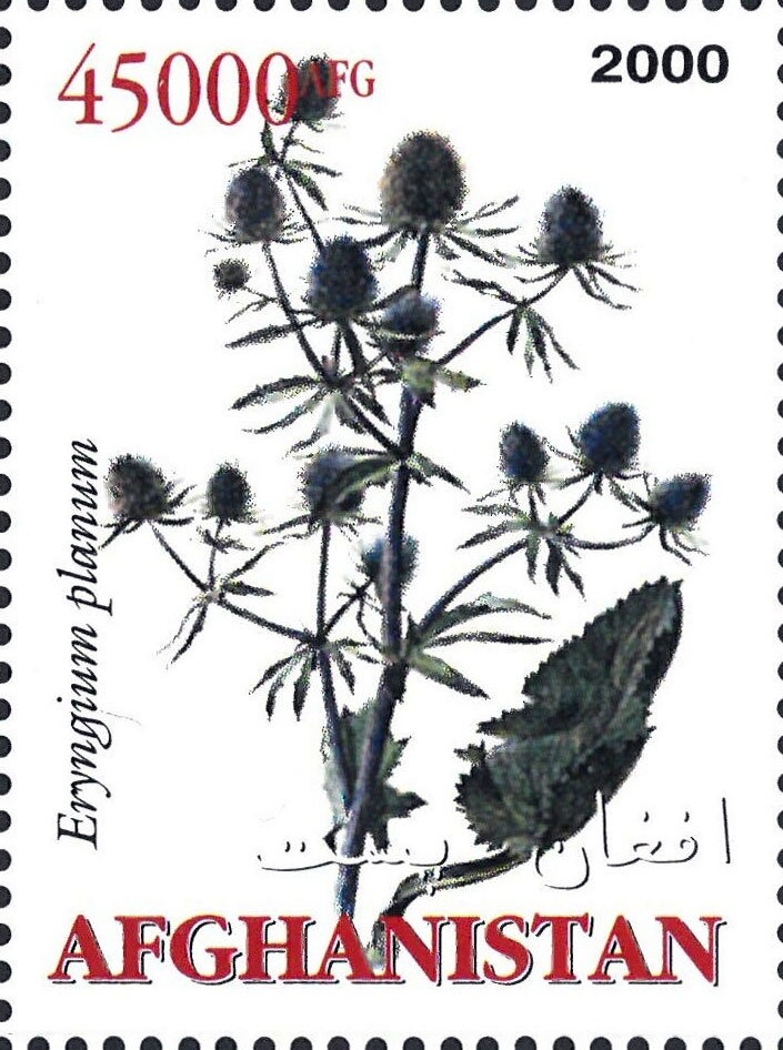 Dark Purple Trichoglottis (Trichoglottis philippinensis)