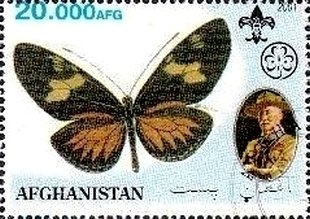 Autumn Leaf (Doleschallia bisaltide)