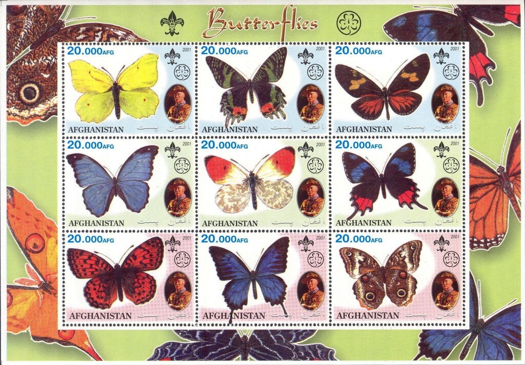 Large White (Pieris brassicae)