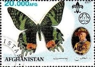 Horse (Equus ferus caballus), Pliohippus (Pliocene)