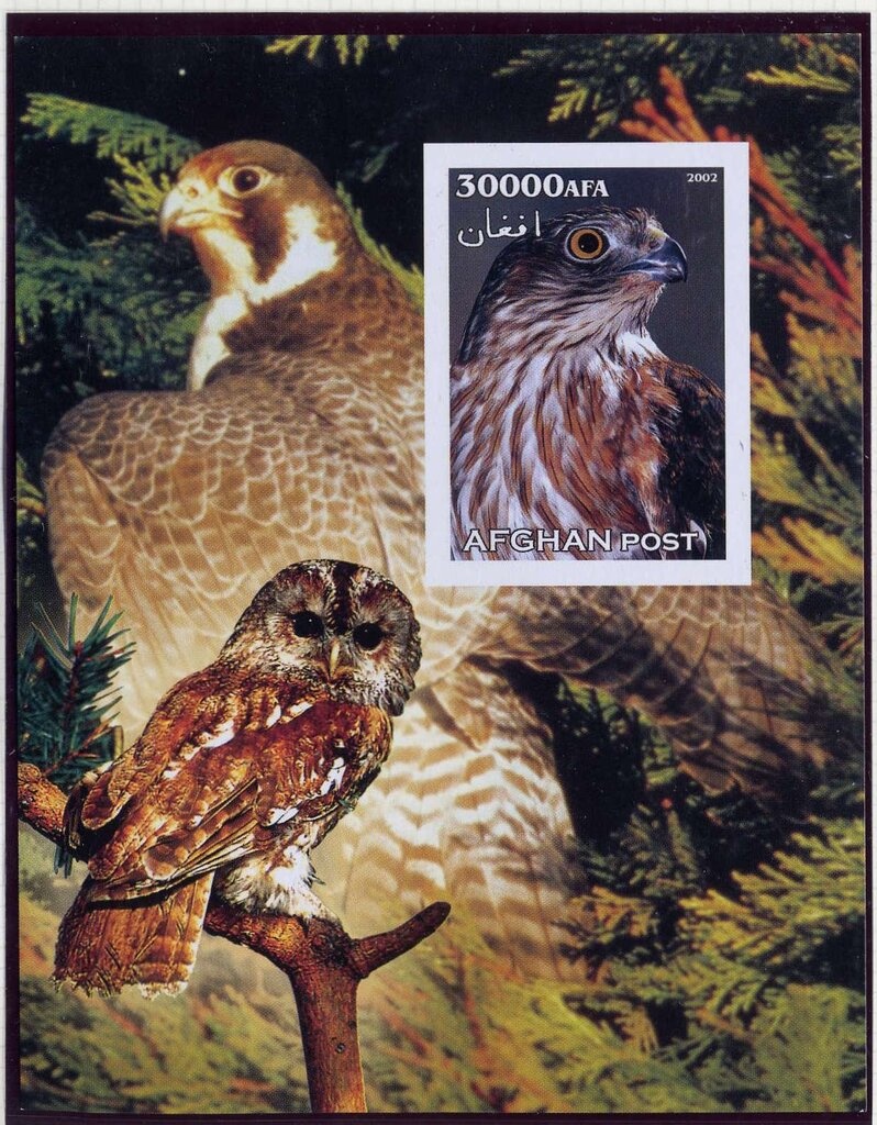 Pacific Baza (Aviceda subcristata)