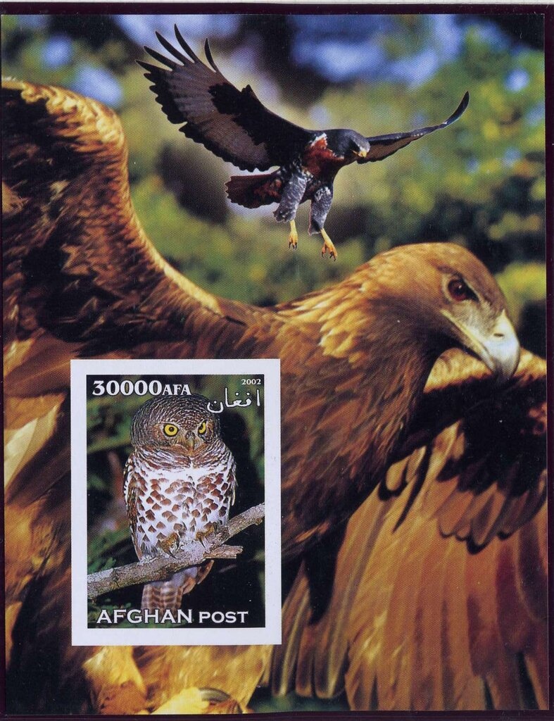 Paso Fino (Equus ferus caballus)