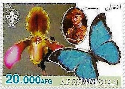 Rhesus Monkey (Macaca mulatta)