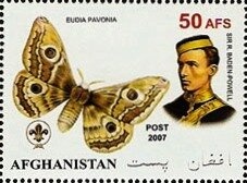 Orchids & Butterflies