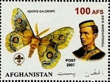 Common Myna (Acridotheres tristis)