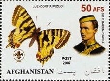 Brahminy Kite (Haliastur indus)