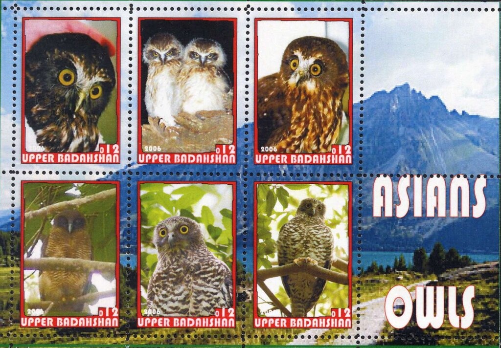 Kelp Goose (Chloephaga hybrida)