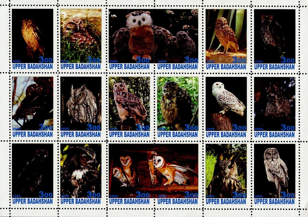 Persian (Felis silvestris catus)