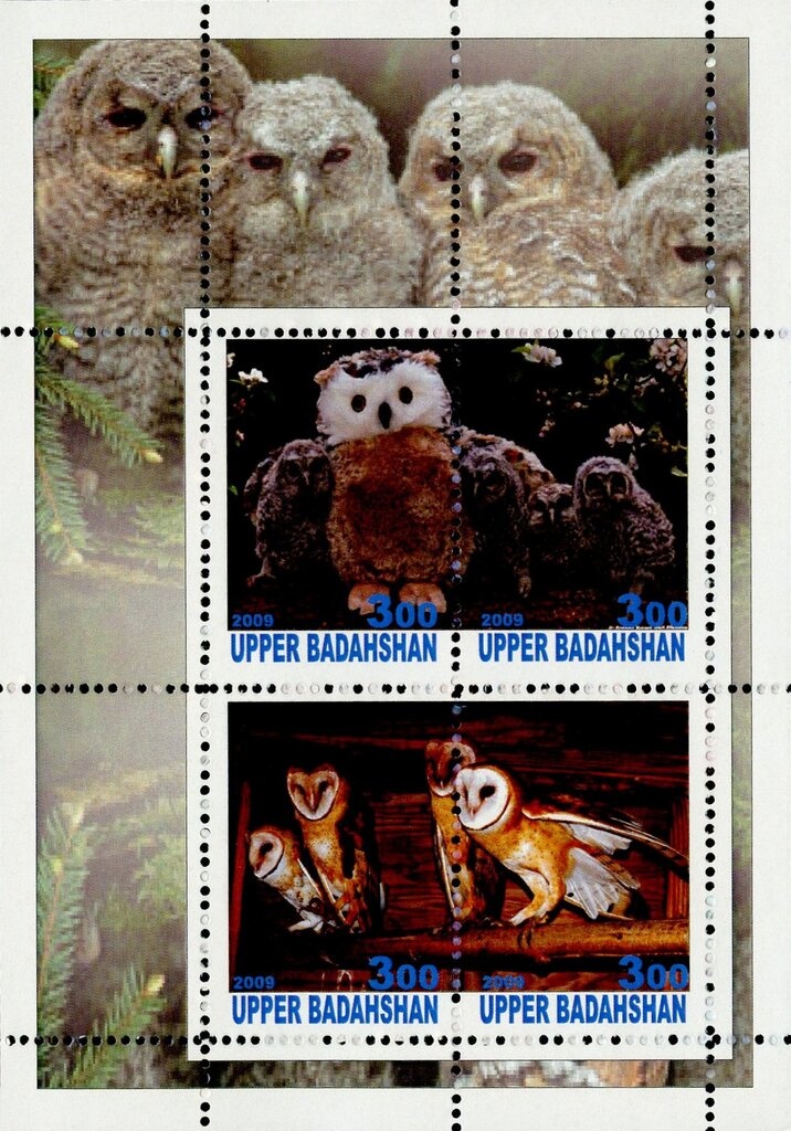 Picking Cotton (Gossypium sp.)