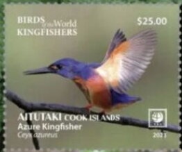 Krainz’ Crown Cactus (Rebutia marsoneri)