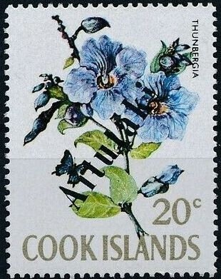 Ground Beetle (Carabus sp.)