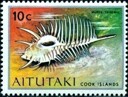 Peacock Grouper (Cephalopholis argus)