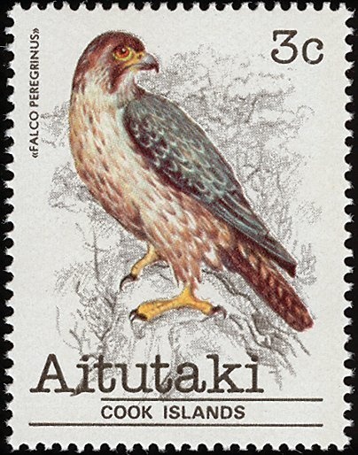 Prostrate Morning Glory (Ipomoea pes-caprae)