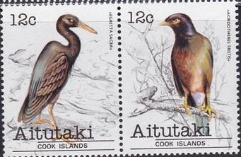 Buzkashi Game, Horse (Equus ferus caballus)