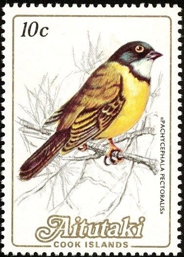 Peaceful Dove (Geopelia striata)