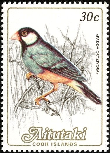 Fragrant Water-lily (Nymphaea odorata)