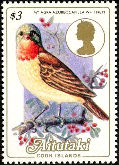 Tahiti Reed-warbler, Pomarine Jaeger