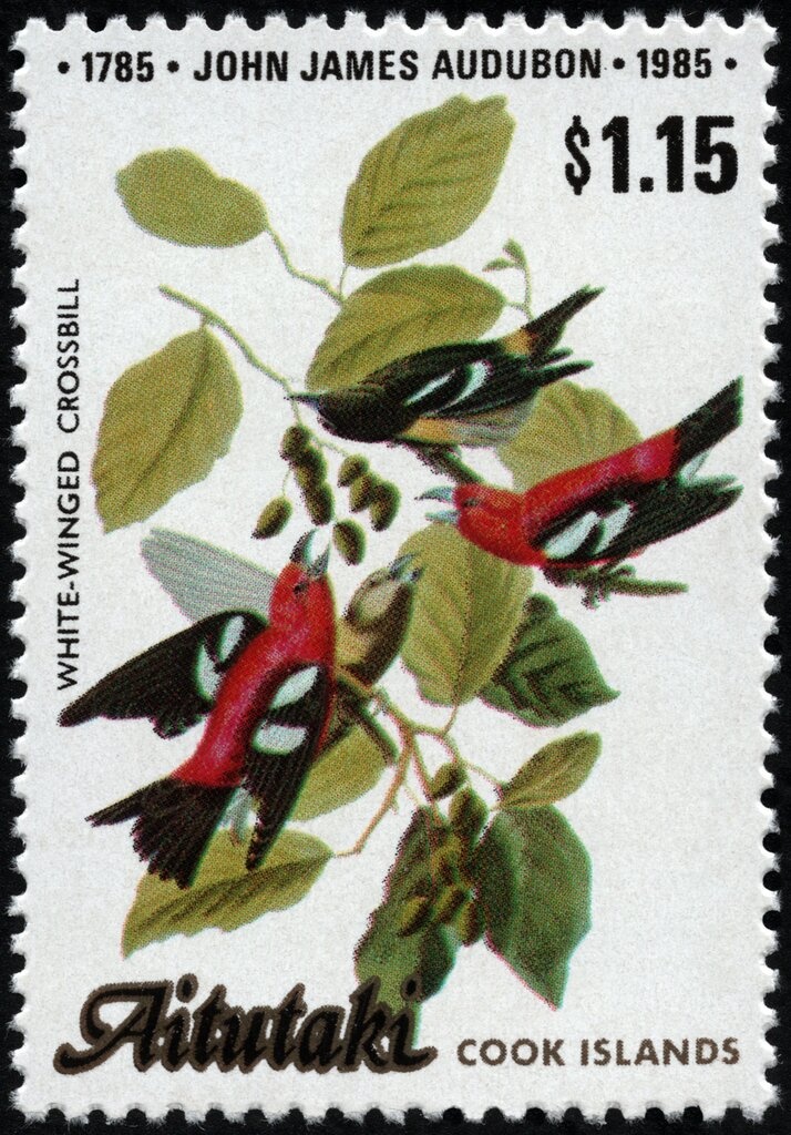 Arthrocereus (Arthrocereus rondonianus)