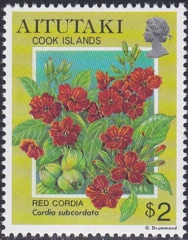 Rose des Indes commun