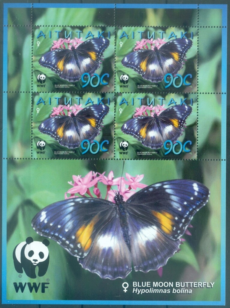 Black-and-red Broadbill (Cymbirhynchus macrorhynchos)