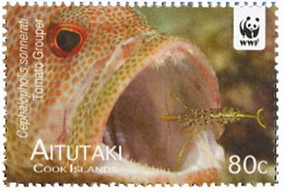 Tiger (Panthera tigris)