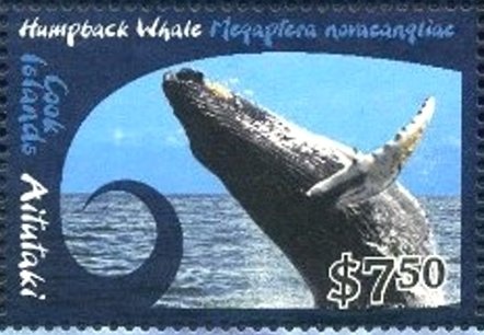 Humpback Whale (Megaptera novaeangliae)